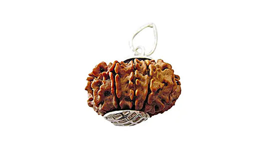 11 Mukhi Rudraksha