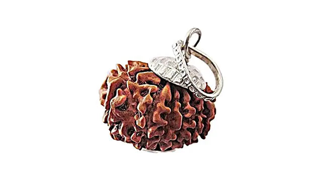 12 Mukhi Rudraksha