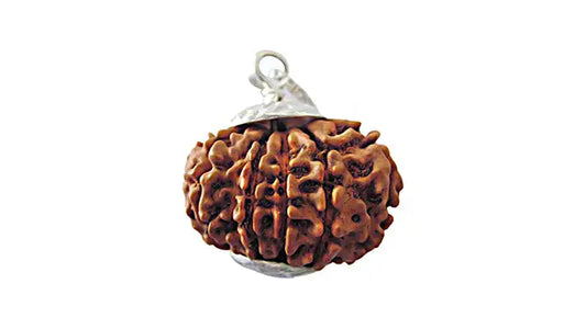 12 Mukhi Rudraksha