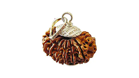 14 Mukhi Rudraksha