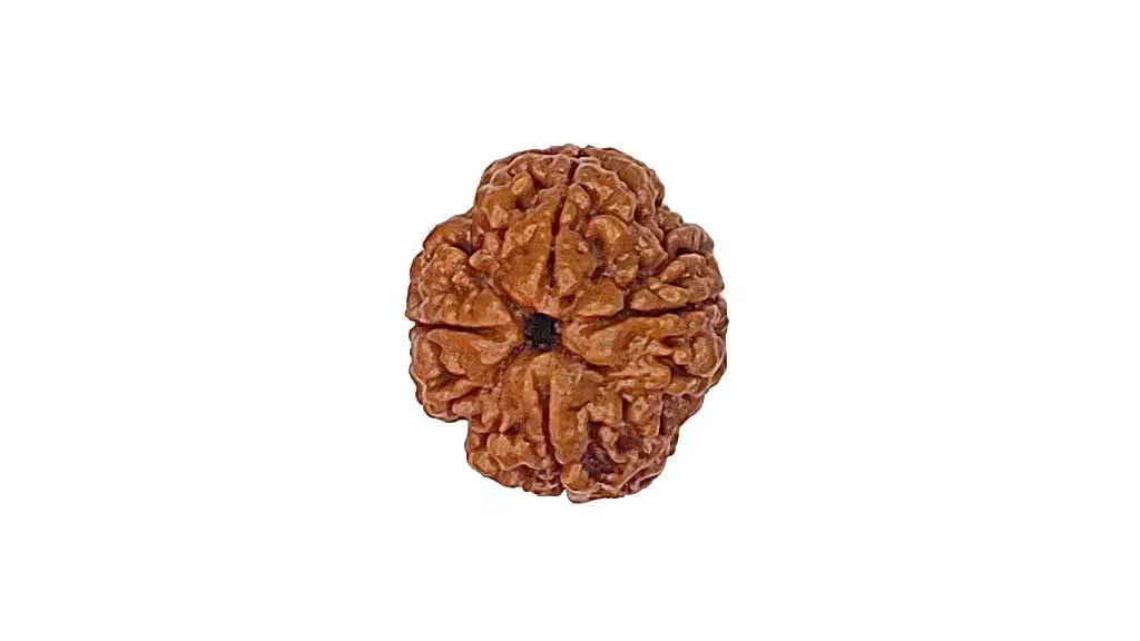 4 Mukhi Rudraksha