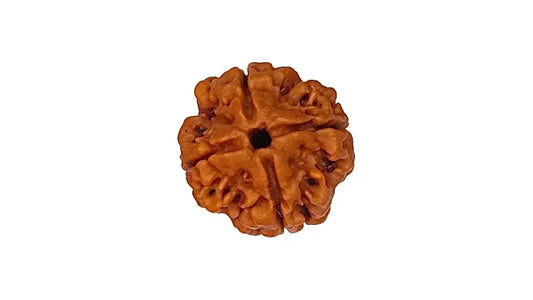 4 Mukhi Rudraksha