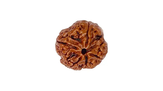 4 Mukhi Rudraksha