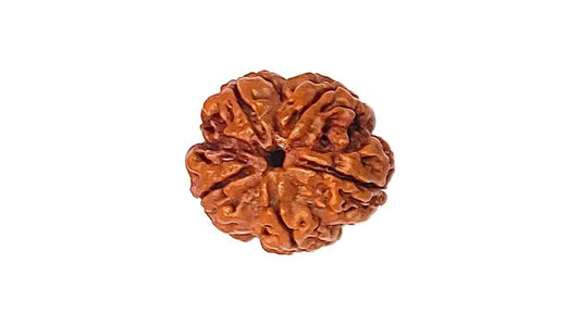 5 Mukhi Rudraksha