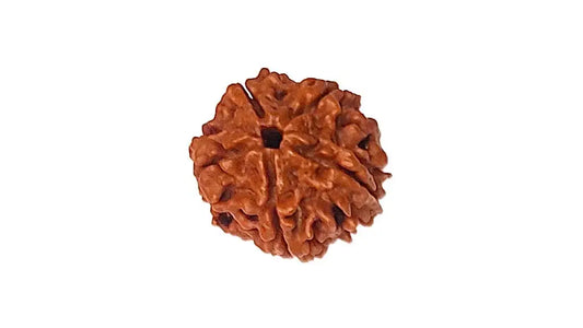 5 Mukhi Rudraksha