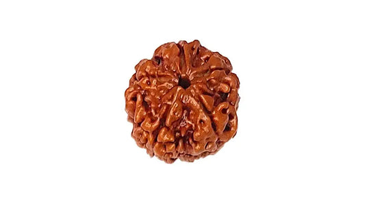 5 Mukhi Rudraksha
