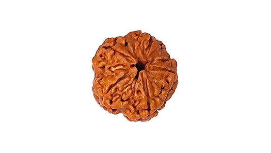 5 Mukhi Rudraksha