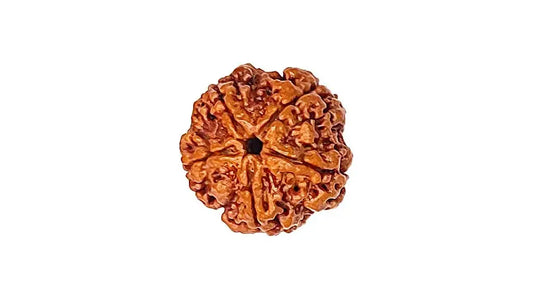 5 Mukhi Rudraksha