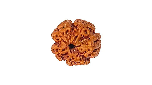 5 mukhi Rudraksha