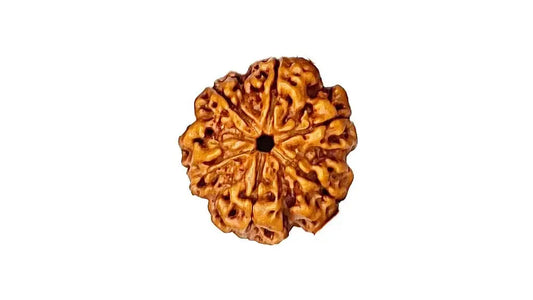 6 Mukhi Rudraksha