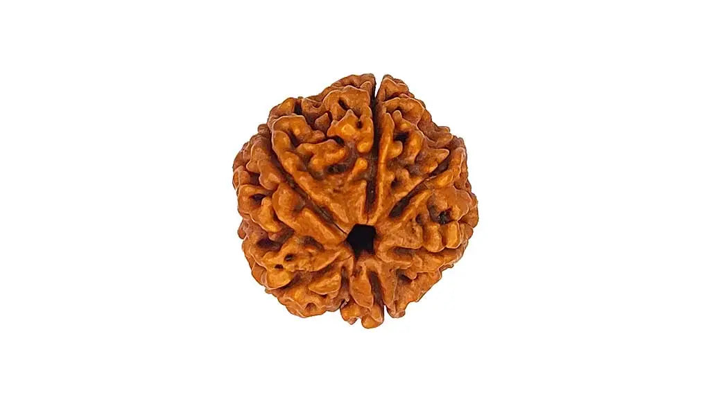 6 Mukhi Rudraksha