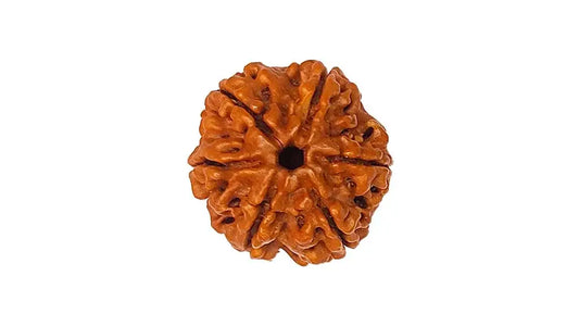 6 Mukhi Rudraksha