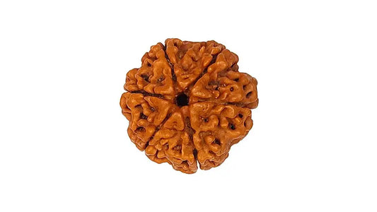6 Mukhi Rudraksha
