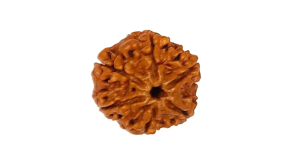 6 Mukhi Rudraksha