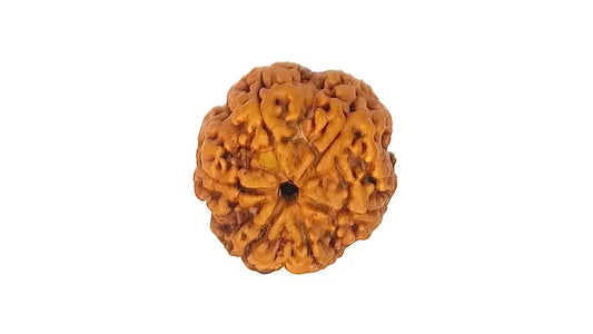 6 Mukhi Rudraksha