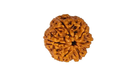 6 Mukhi Rudraksha